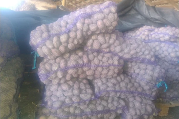 Пропоную посадкову картоплю- фото № 4