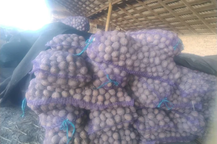 Пропоную посадкову картоплю- фото № 5