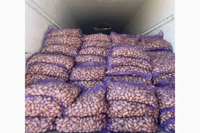 Картопля насіннева в продаже- фото № 1