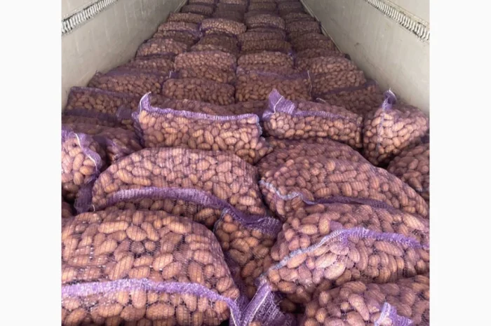 Картопля насіннева в продаже- фото № 2