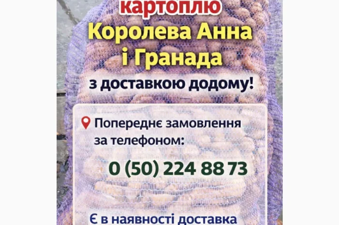 Картопля насіннева в продаже- фото № 3