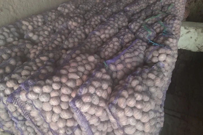 Продается семенной картофель- фото № 1