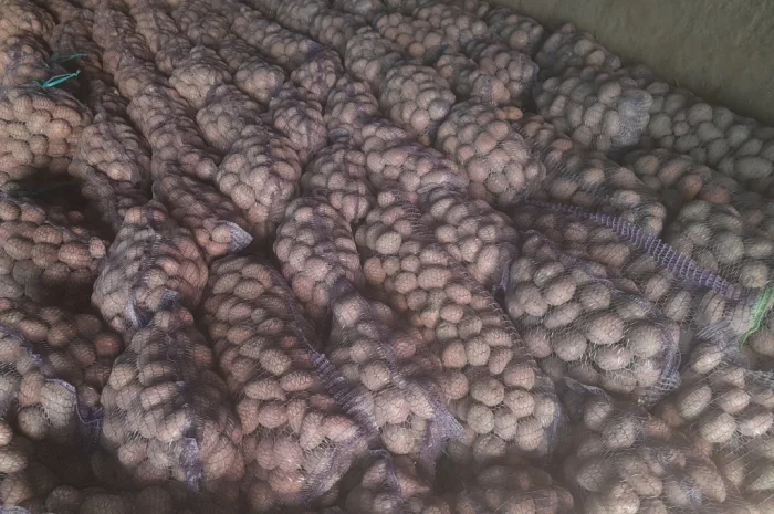 Продается семенной картофель- фото № 2