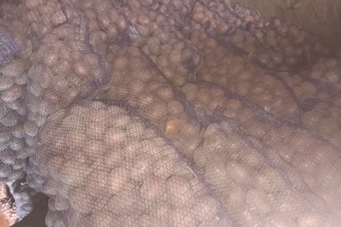 Продается семенной картофель- фото № 3