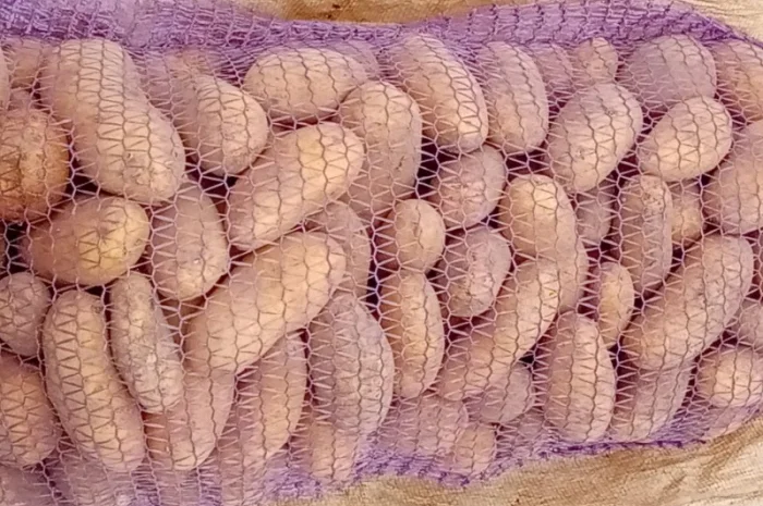 Продается картошка сорта Словянка, Гренада и Белая Роса- фото № 1