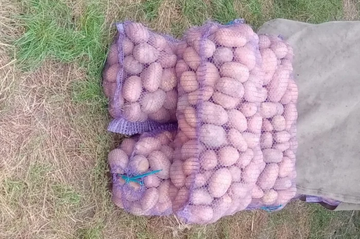 Продается картошка сорта Словянка, Гренада и Белая Роса- фото № 2