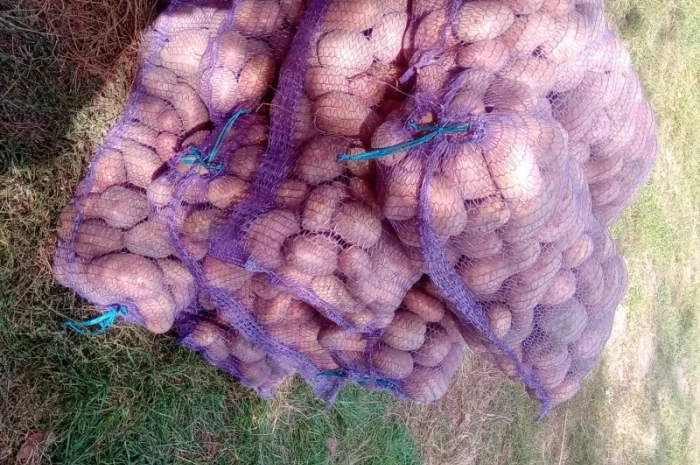 Продается картошка сорта Словянка, Гренада и Белая Роса- фото № 3