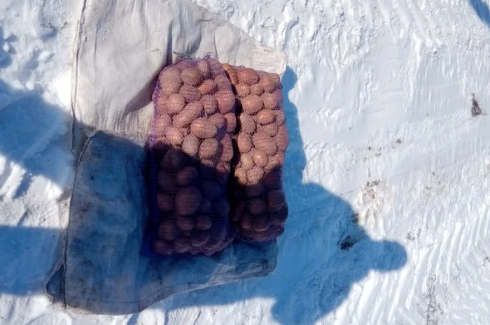 Продаж картоплі сорту Славянка- фото № 1