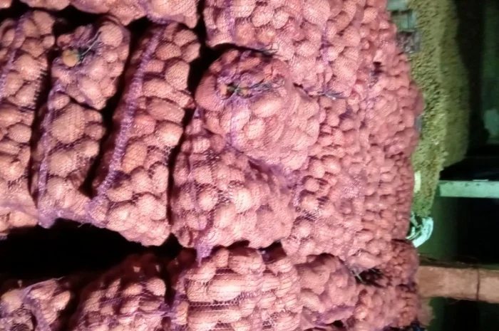 Продаж картоплі сорту Славянка- фото № 2