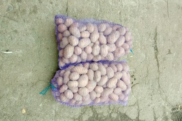 Продаж картоплі сорту Славянка- фото № 3