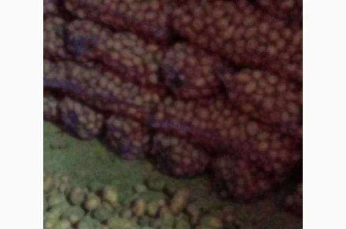 Продается качественная домашняя картошка- фото № 3