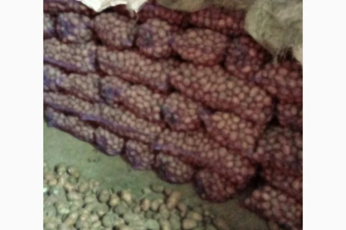 Продается качественная домашняя картошка- фото № 4