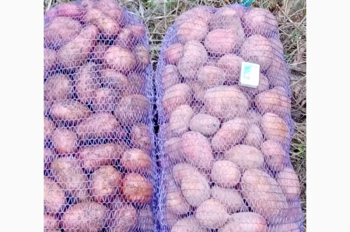 Продается качественная домашняя картошка- фото № 6