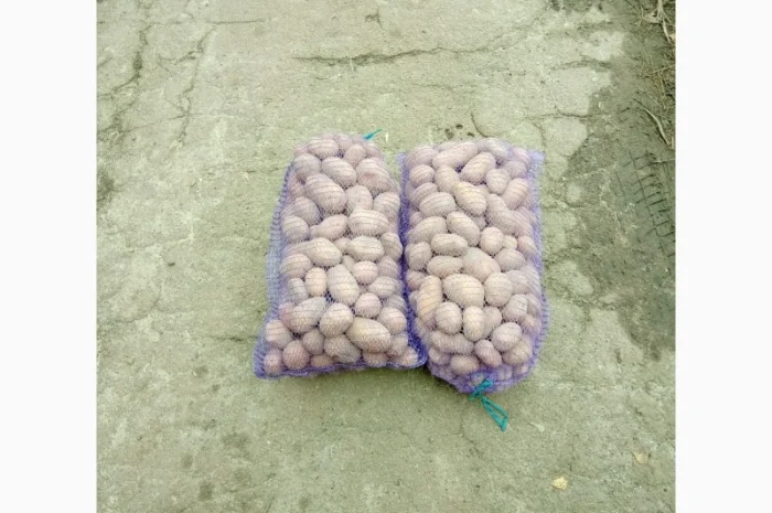 Продается качественная домашняя картошка- фото № 9