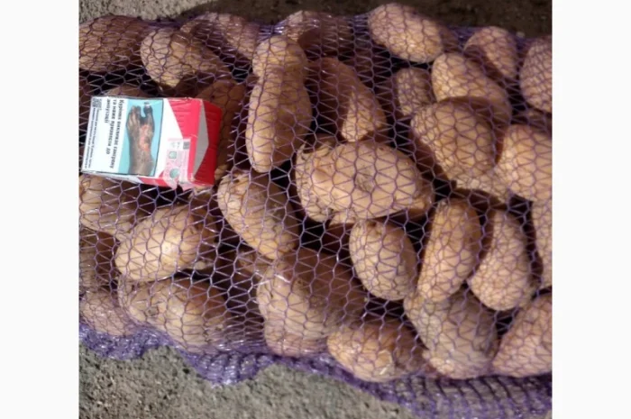 Картопля Мелоді на продаж- фото № 1