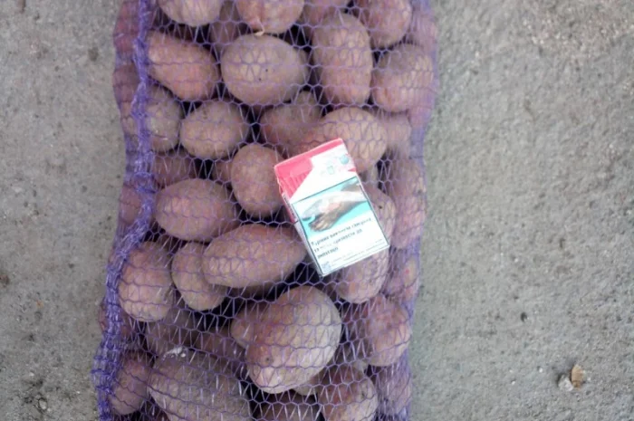 Картопля Мелоді на продаж- фото № 2