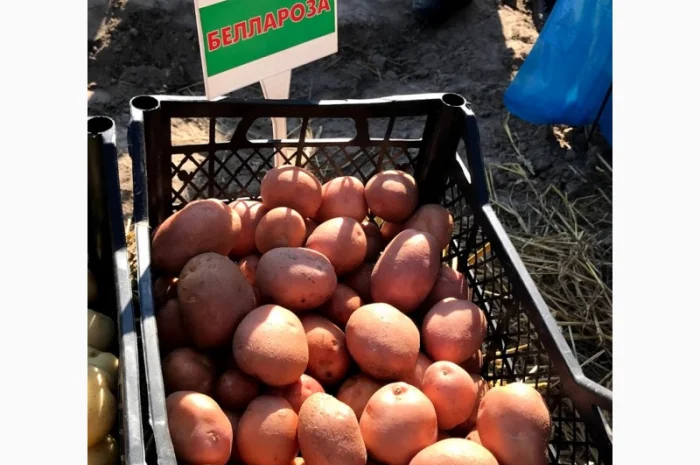 Продажа семян картофеля различных сортов- фото № 1