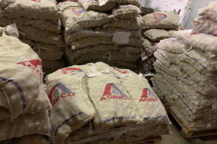 Продажа семян картофеля различных сортов- фото № 2