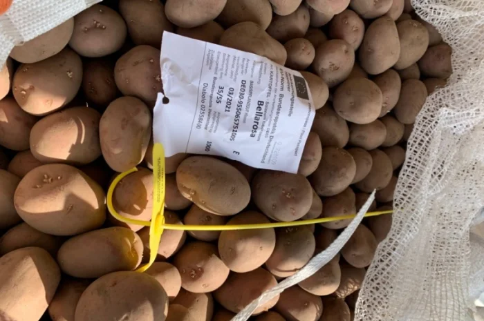 Продажа семян картофеля различных сортов- фото № 3
