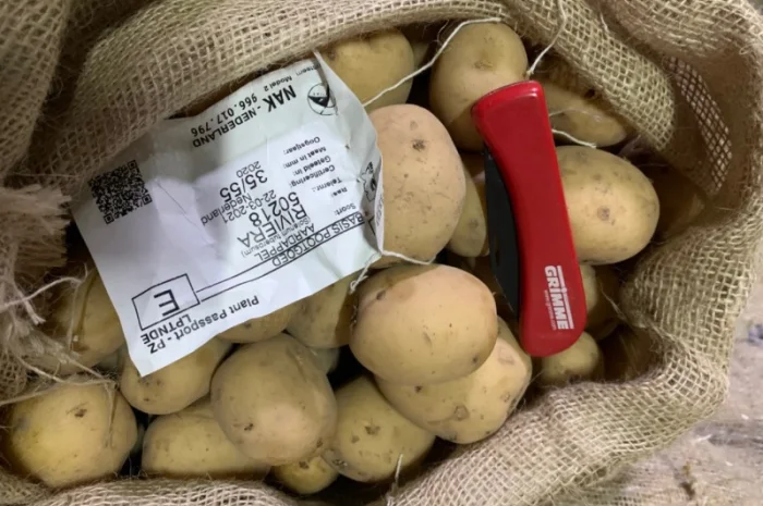 Продажа семян картофеля различных сортов- фото № 4