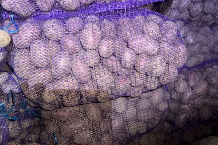 Пропонується картопля різних сортів- фото № 3