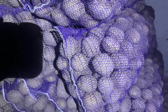 Пропонується картопля різних сортів- фото № 4