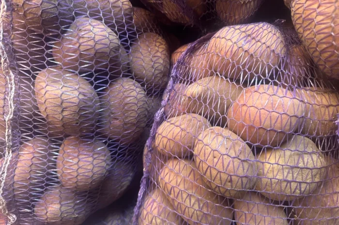 Пропонується картопля різних сортів- фото № 5