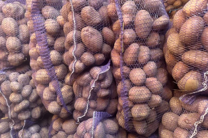 Пропонується картопля різних сортів- фото № 6