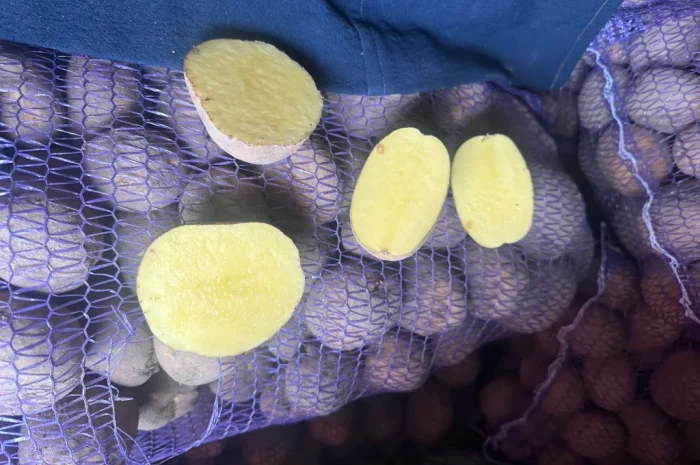 Пропонується картопля різних сортів- фото № 7