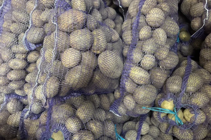 Пропонується картопля різних сортів- фото № 8