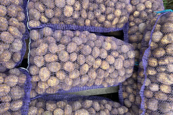 Пропонується насіннєва картопля сорту Карелія- фото № 2