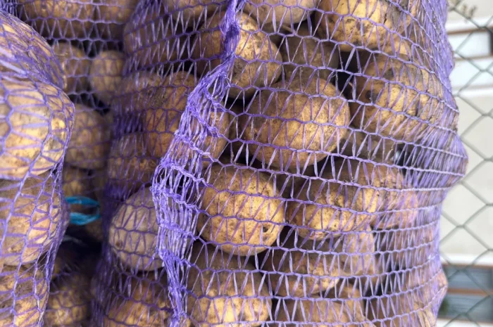 Пропонується насіннєва картопля сорту Карелія- фото № 3