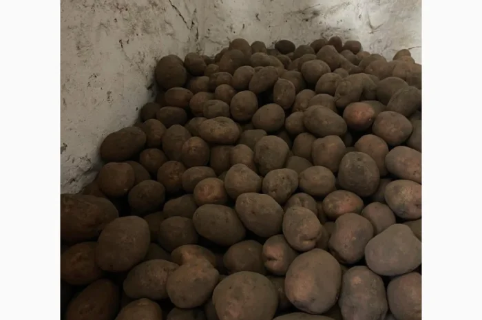 Продається велика та насіннєва картопля- фото № 1