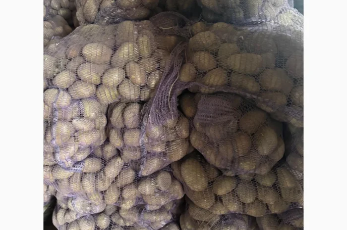 Продается товарная картошка сорта "Мелодия"- фото № 2