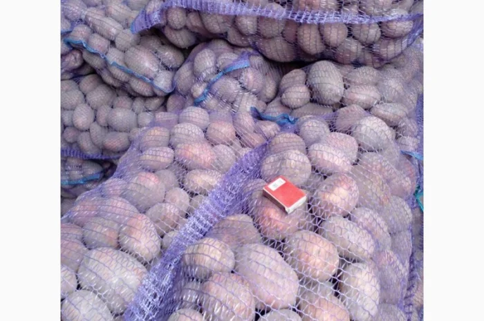 Продается товарная картошка сорта Белла Россата и Конект- фото № 1