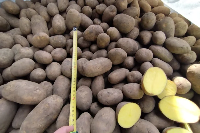 Продається картопля різних сортів- фото № 1