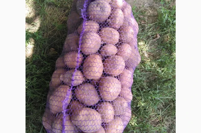 Продается товарная картошка сорта Біла роса- фото № 1