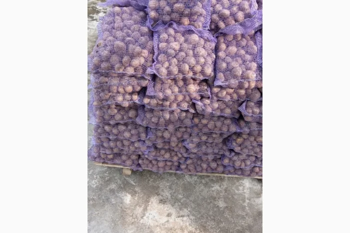 Пропоную насінневу картоплю Сюзана- фото № 1