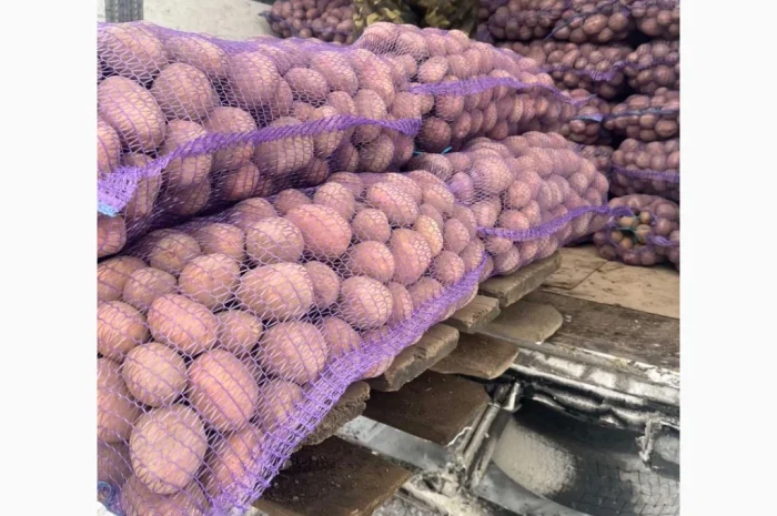 Продається картопля сорту Белароса- фото № 1