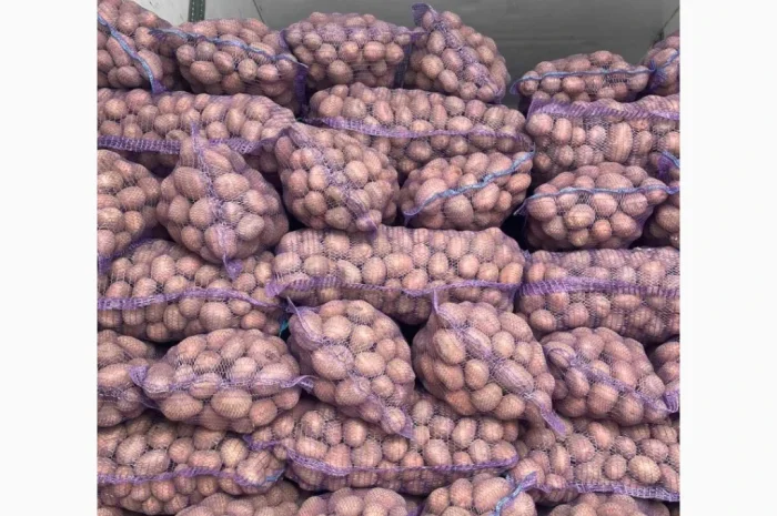 Продається картопля сорту Белароса- фото № 3