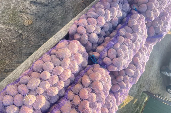 Продается картофель отличного качества- фото № 1