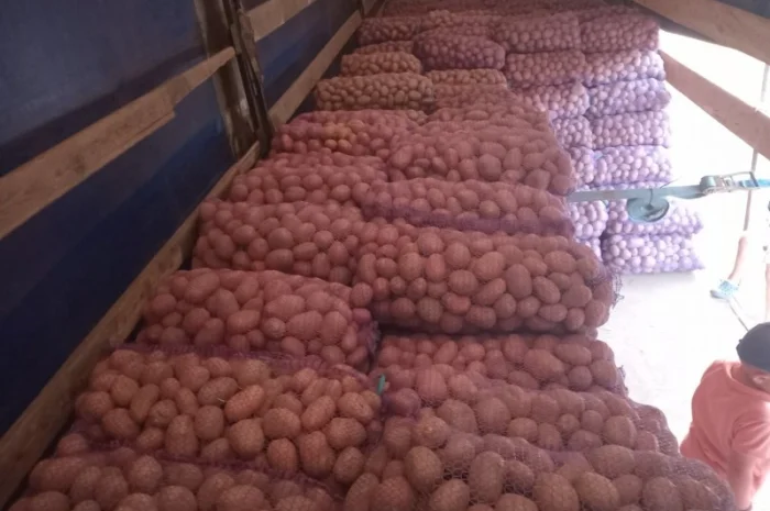 Продается картофель столовый и семенной. В наличии сорт Белароса, Гранада, Скарб- фото № 3