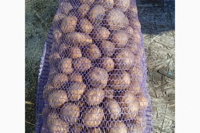 Пропоную посадкову картоплю різних сортів- фото № 1