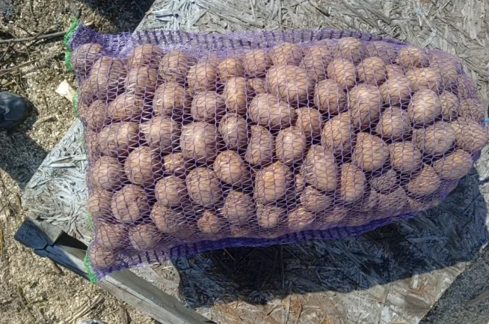 Пропоную посадкову картоплю різних сортів- фото № 2