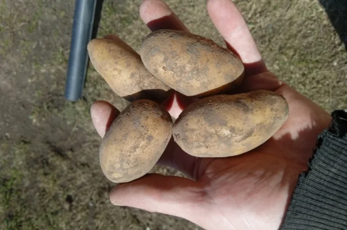 Пропоную посадкову картоплю різних сортів- фото № 3