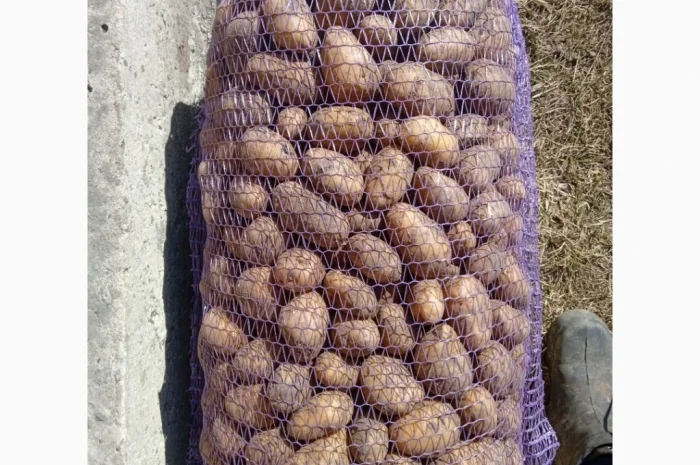 Пропоную посадкову картоплю різних сортів- фото № 4