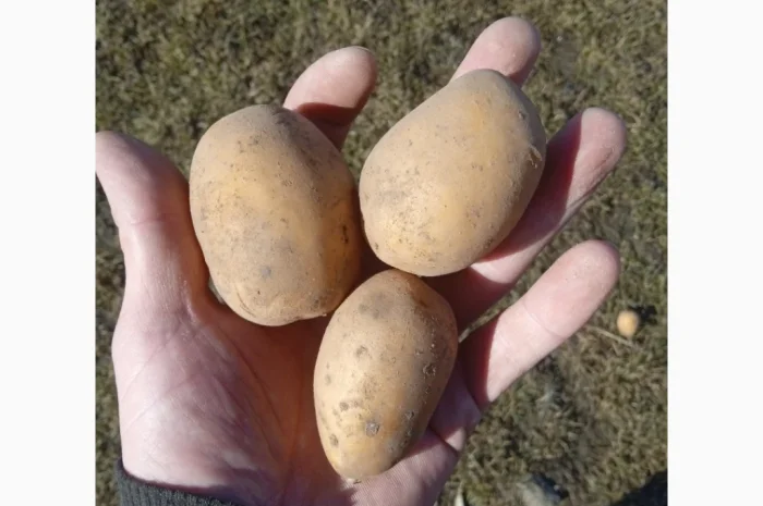 Пропоную посадкову картоплю різних сортів- фото № 5