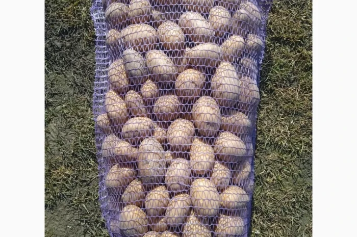 Пропоную посадкову картоплю різних сортів- фото № 6