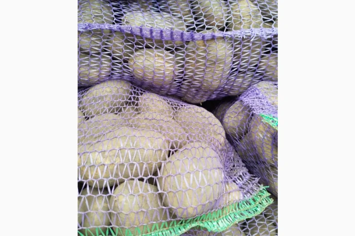 Пропоную картоплю сорту Агрія- фото № 1