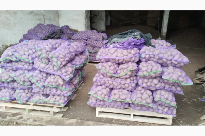 Пропоную картоплю сорту Агрія- фото № 2